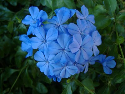 Pretty and everywhere