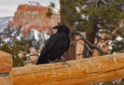 A Raven In Bryce Canyon