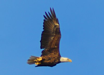 Bald Eagle