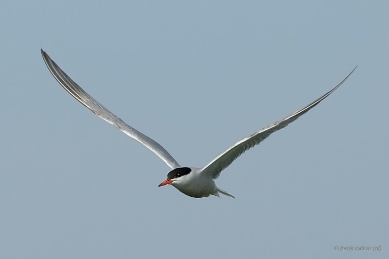 common tern.... visdief