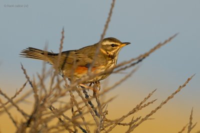 redwing.... koperwiek