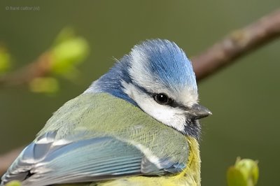 blue tit.... pimpelmees