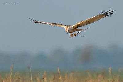 marsh harrier.... bruine kiekendief