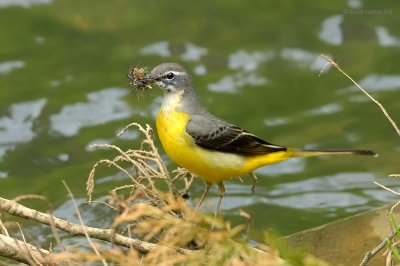 yellow wagtail.... gele kwikstaart