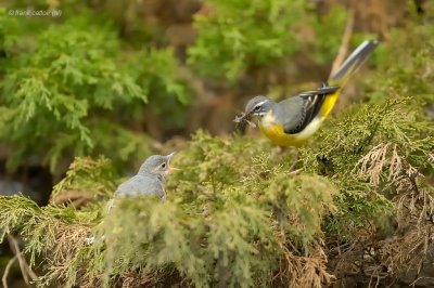 yellow wagtail.... gele kwikstaart