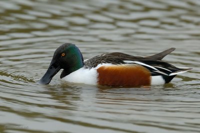 northern shoveler.... slobeend