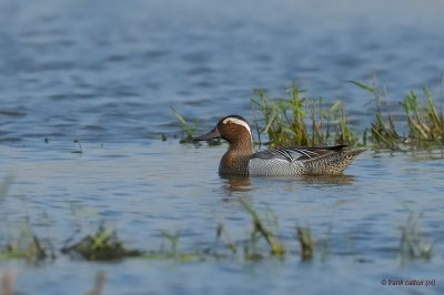 garganey.... zomertaling