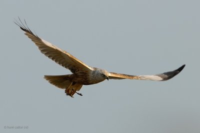 marsh harrier.... bruine kiekendief