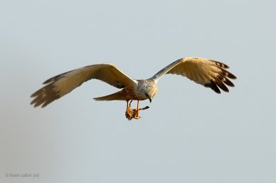 marsh harrier.... bruine kiekendief