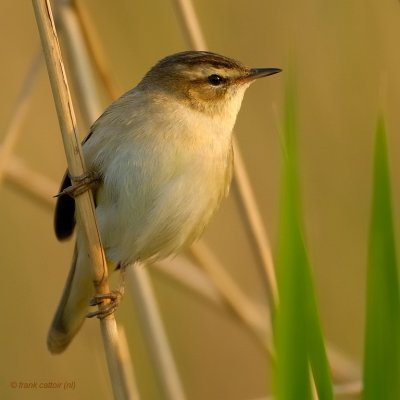 sedge warbler.... rietzanger