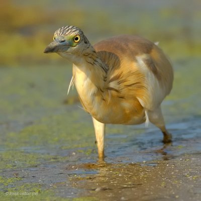 squacco heron.... ralreiger