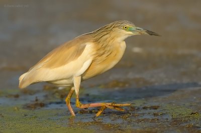 squacco heron.... ralreiger