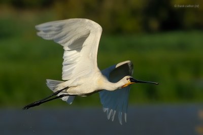 eurasian spoonbill.... lepelaar