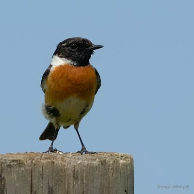 common stonechat.... roodborsttapuit