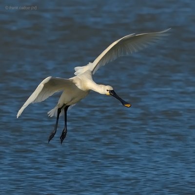 eurasian spoonbill.... lepelaar