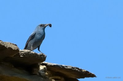 blue rock thrush.... blauwe rotslijster