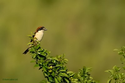 woodchat shrike.... roodkopklauwier