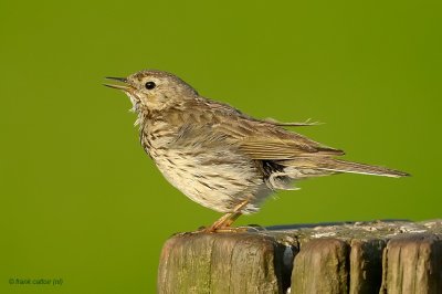 meadow pipit.... graspieper