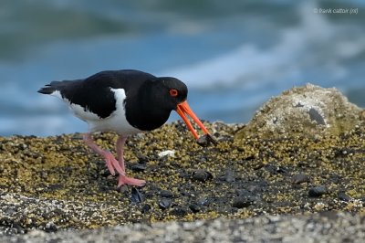 oystercatcher.... scholekster