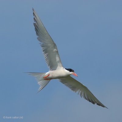 common tern.... visdief