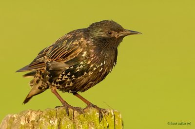 common starling.... spreeuw