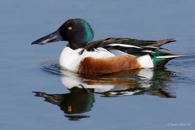 northern shoveler.... slobeend