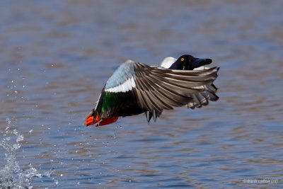 northern shoveler.... slobeend