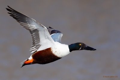 northern shoveler.... slobeend