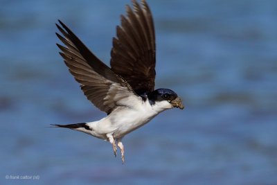 house martin.... huiszwaluw