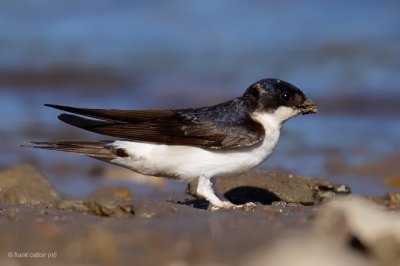 house martin.... huiszwaluw