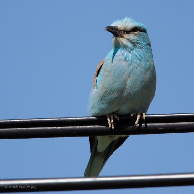 european roller.... scharrelaar