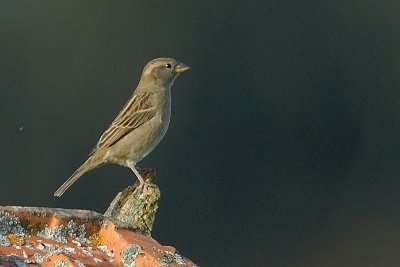 rock sparrow.... rotsmus
