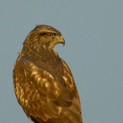 common buzzard.... buizerd