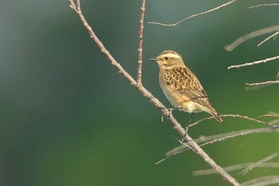 whinchat.... paap