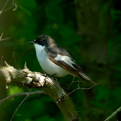 pied flycatcher.... bonte vliegenvanger