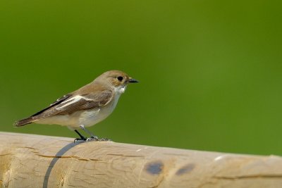 pied flycatcher.... bonte vliegenvanger