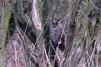 long-eared owl.... ransuil