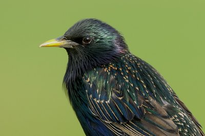 common starling.... spreeuw