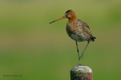 blacktailed godwit.... grutto