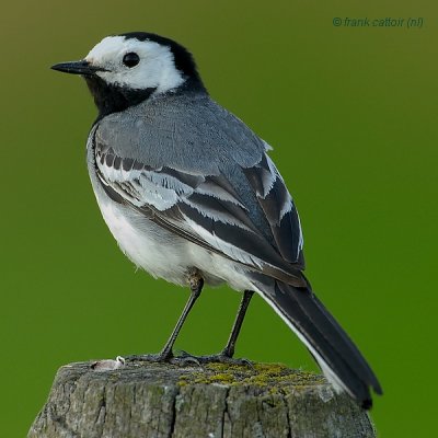 white wagtail.... witte kwikstaart