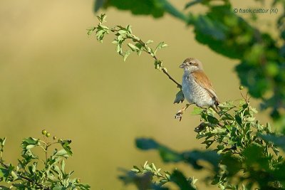 red-backed shrike.... grauwe klauwier