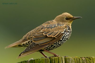 common starling.... spreeuw