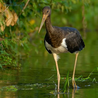 black stork.... zwarte ooievaar