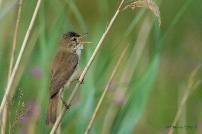 reed warbler.... kleine karekiet