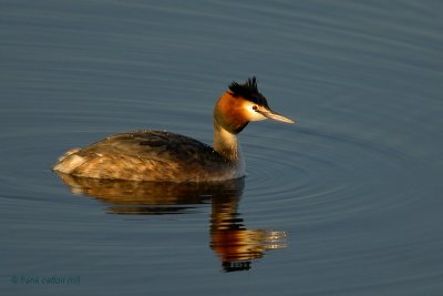 great crested grebe.... fuut
