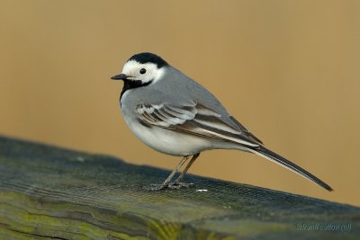 white wagtail.... witte kwikstaart