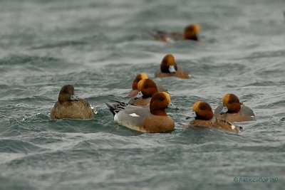 eurasian wigeon.... smient