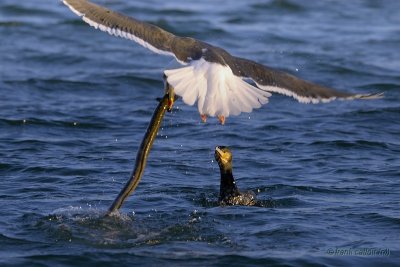great black-backed gull and great cormorant.... grote mantelmeeuw en aalscholver
