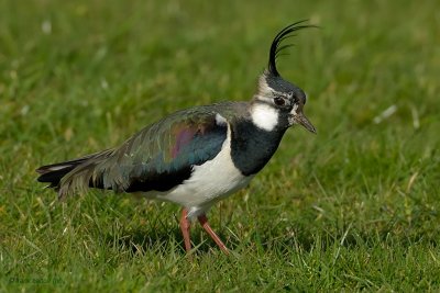 northern lapwing.... kievit