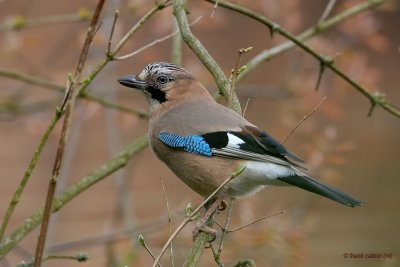 eurasian jay.... vlaamse gaai